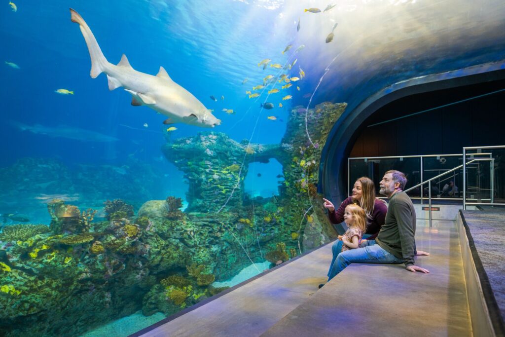 A family viewing a shark at the aquarium. 