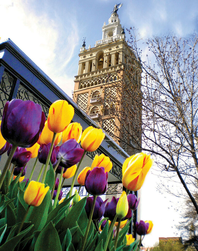 Tulips in front of a tower on the Country Club Plaza. 