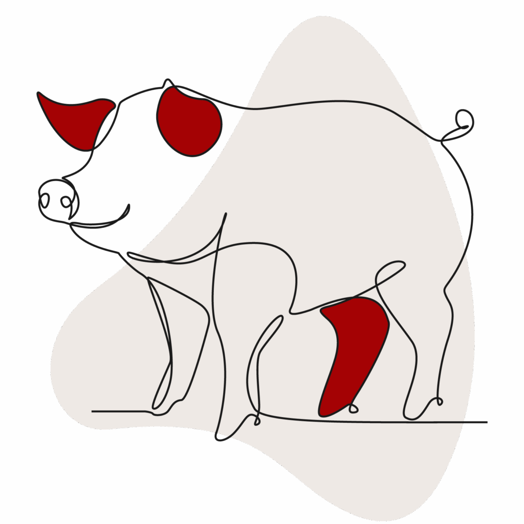 Illustration of pig