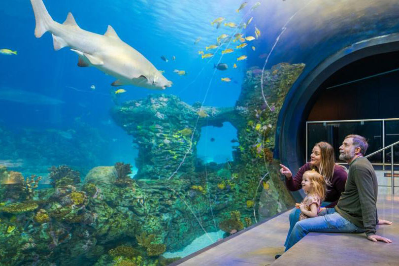 Mother and father with little girl looking at a shark in a large aquarium