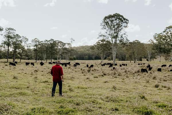 Rancher tends to his cattle
