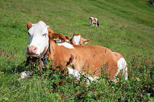 Cattle with calf in a grassy field