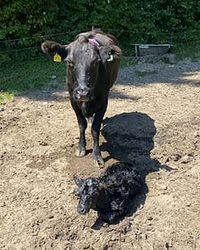 Cattle with newly born calf